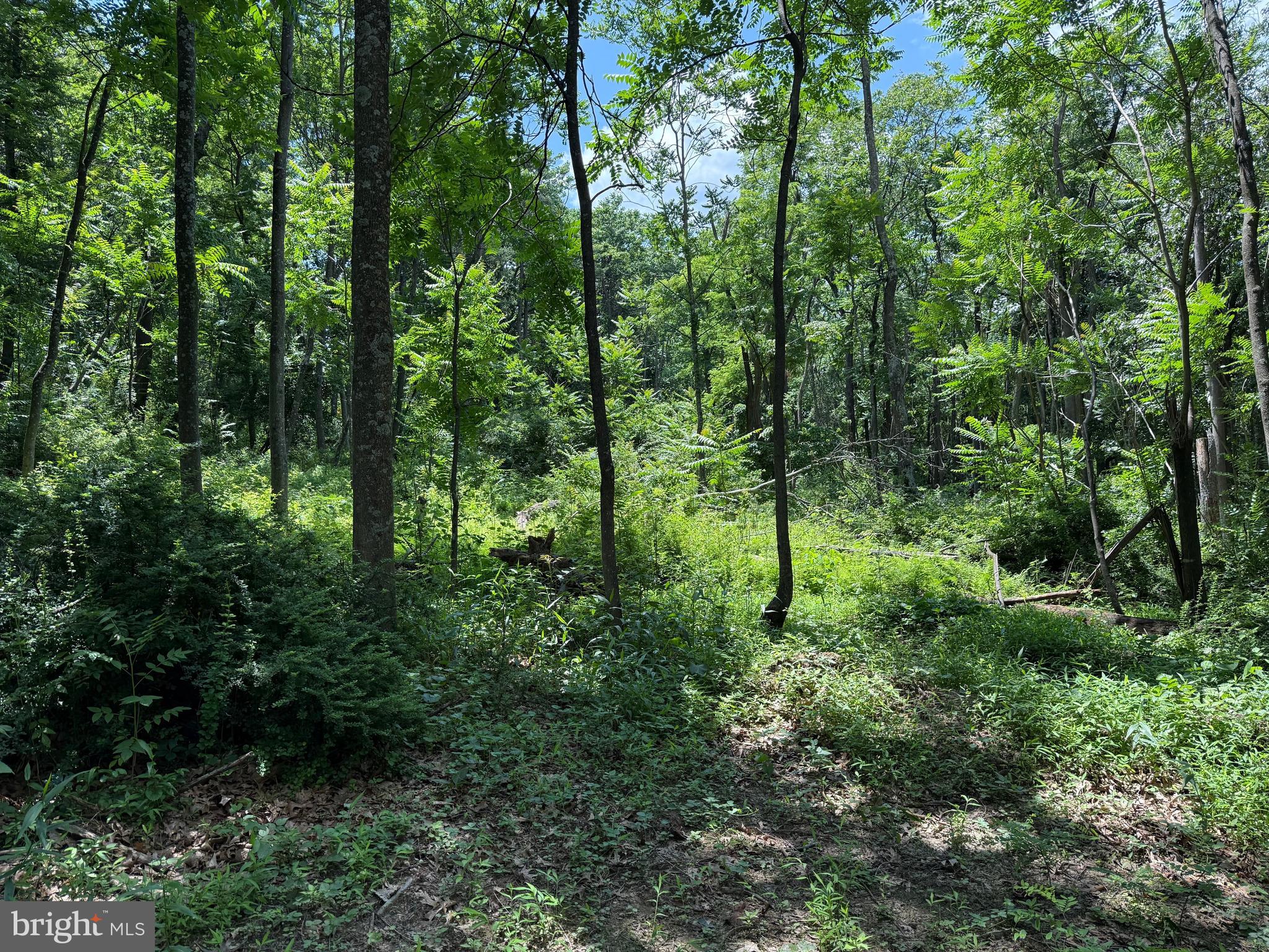 BUFFALO RIDGE RANCHETTES - Land