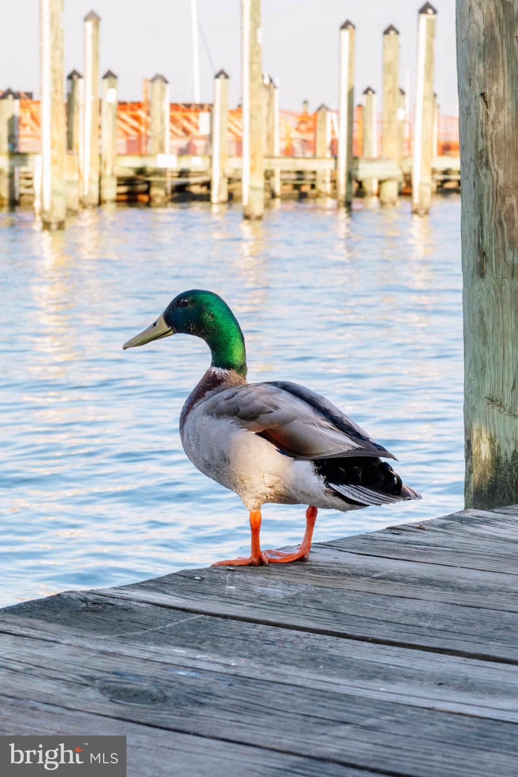 ANNAPOLIS COVE - Residential