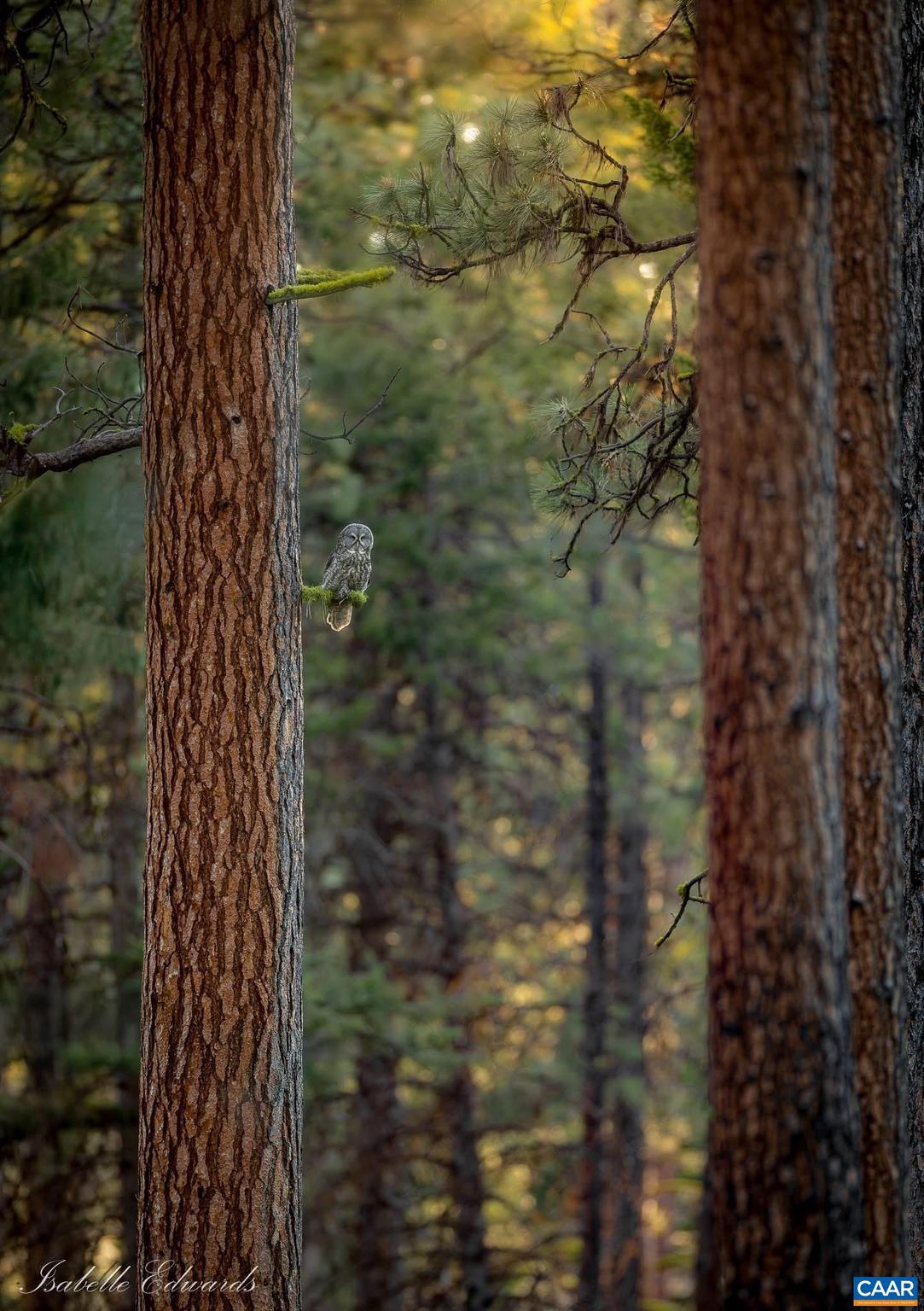 LAKE MONTICELLO - Residential