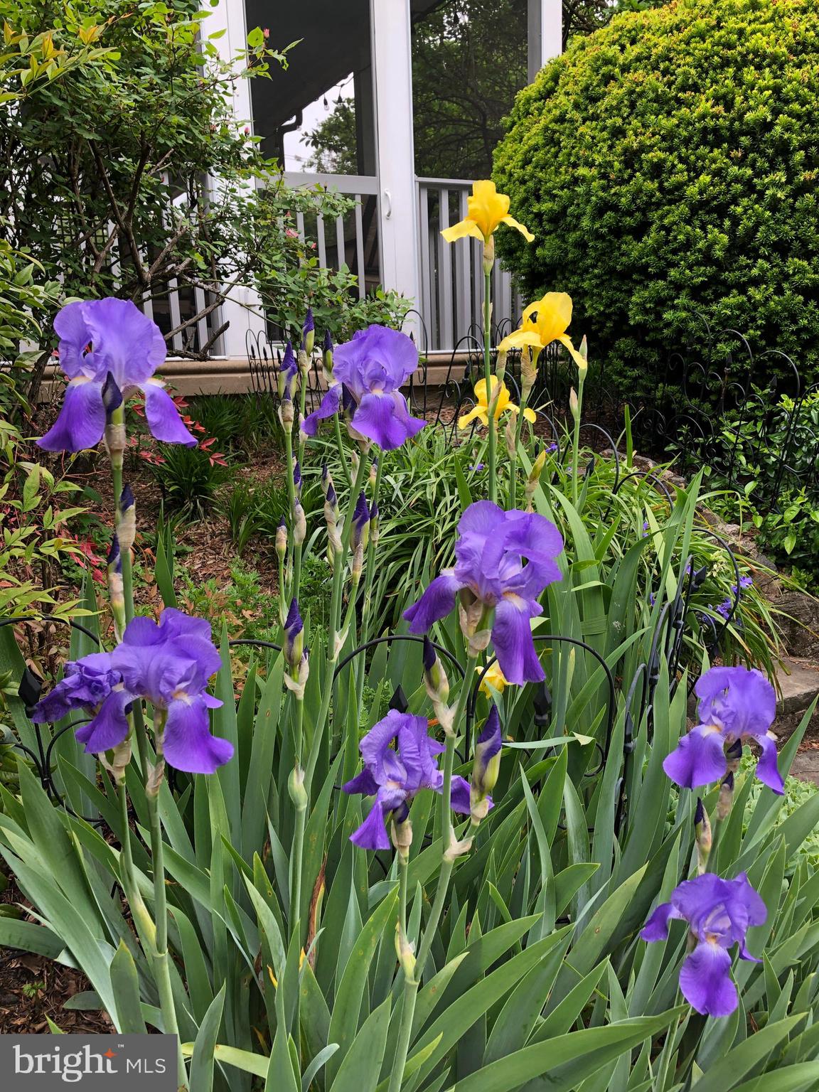 WYNDMOOR - Residential