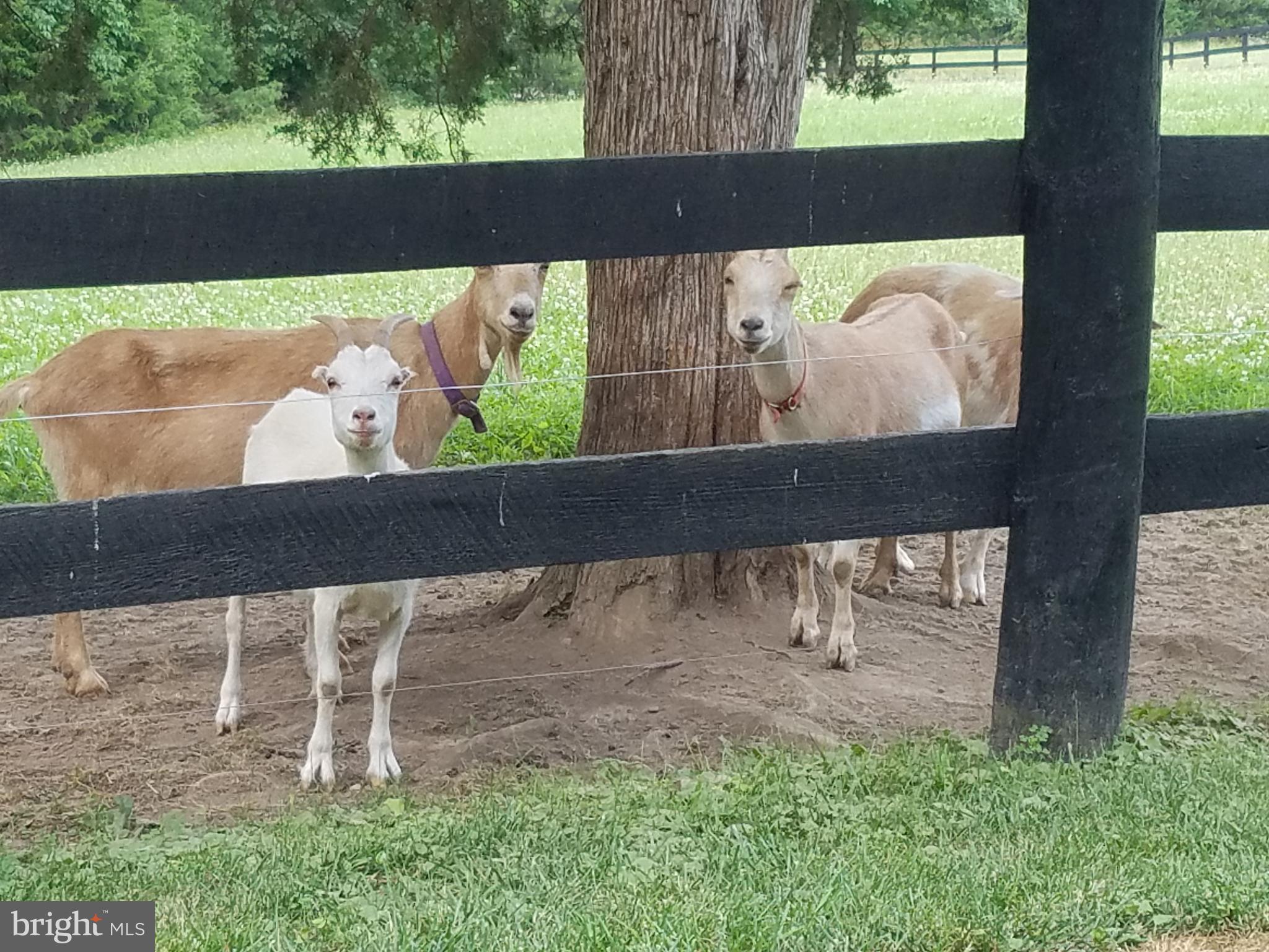 CABIN RUN ESTATES - Residential