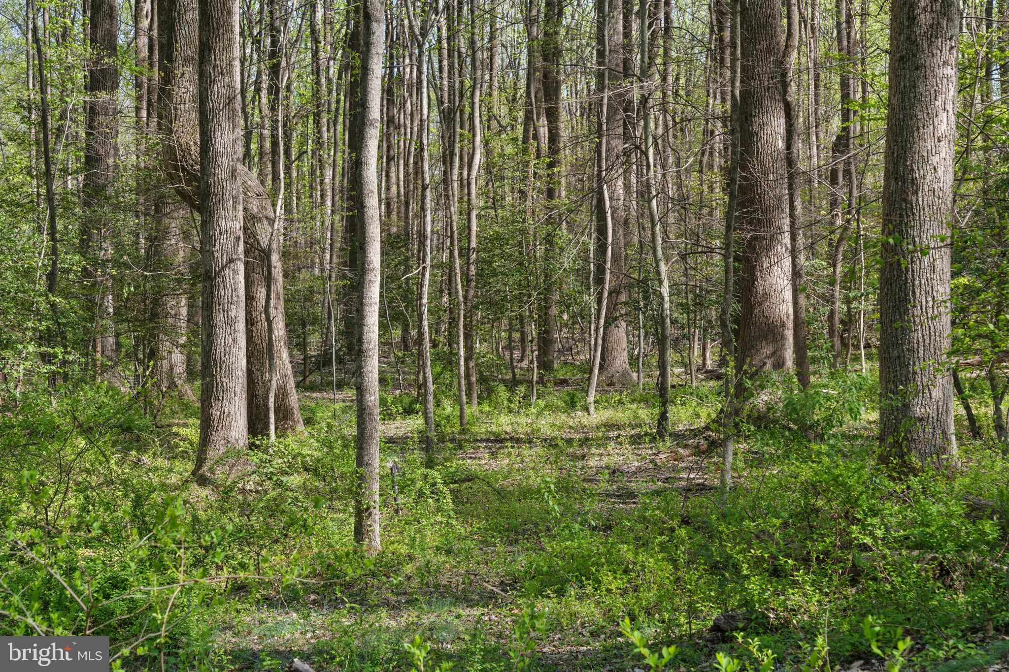 TEN PENNY WOODS - Residential