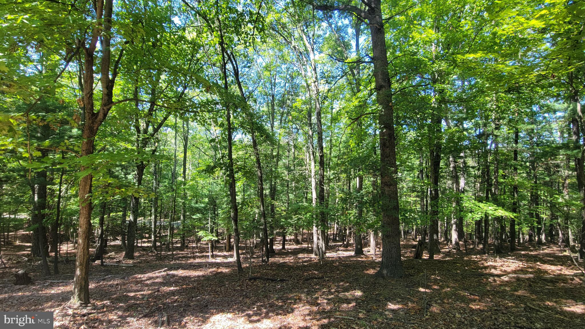 OAK FOREST - Residential