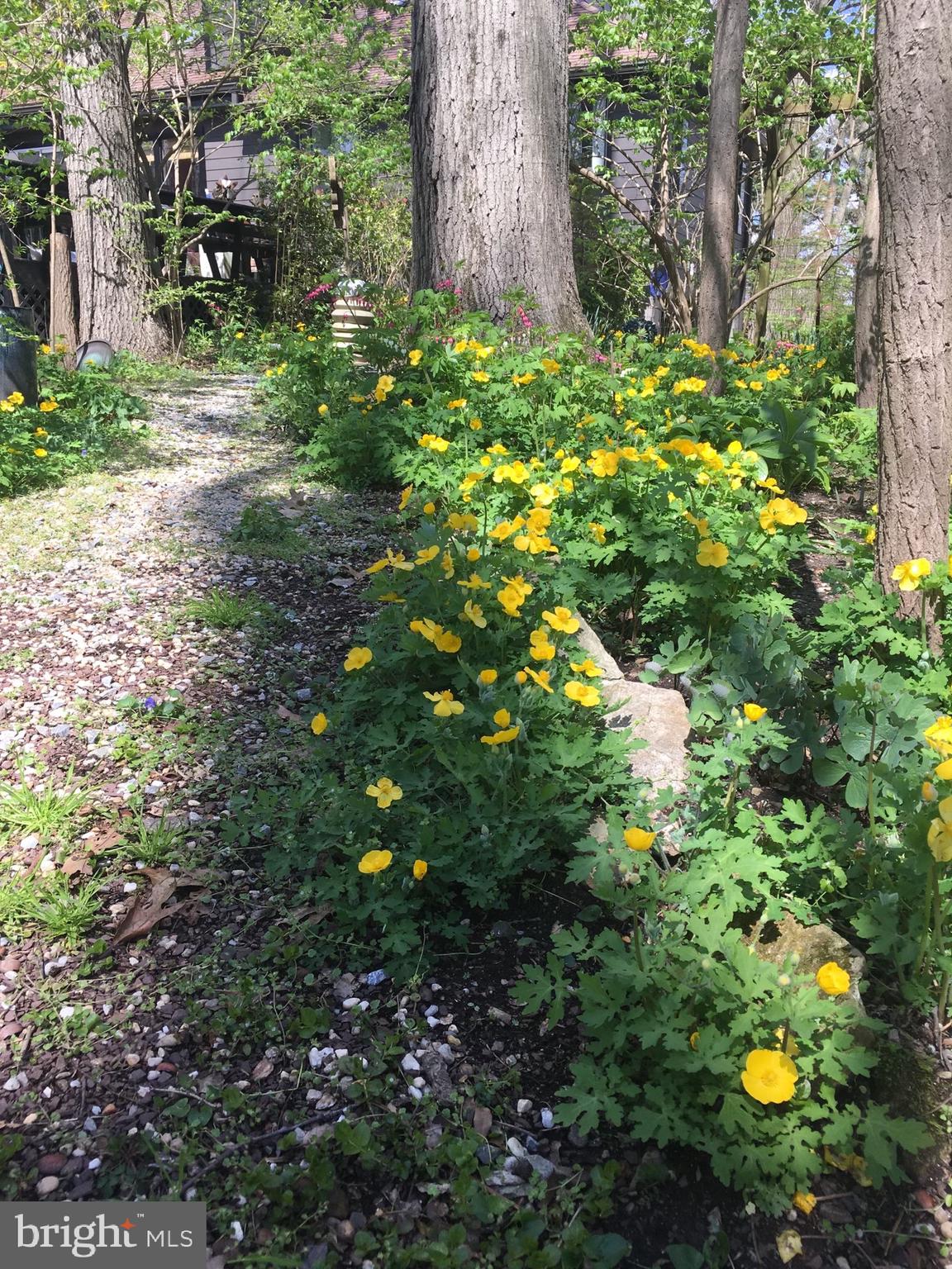 PINE RIDGE - Residential