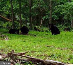 ELK HORN - Residential