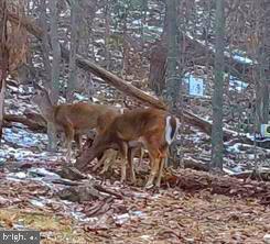 ELK HORN - Residential