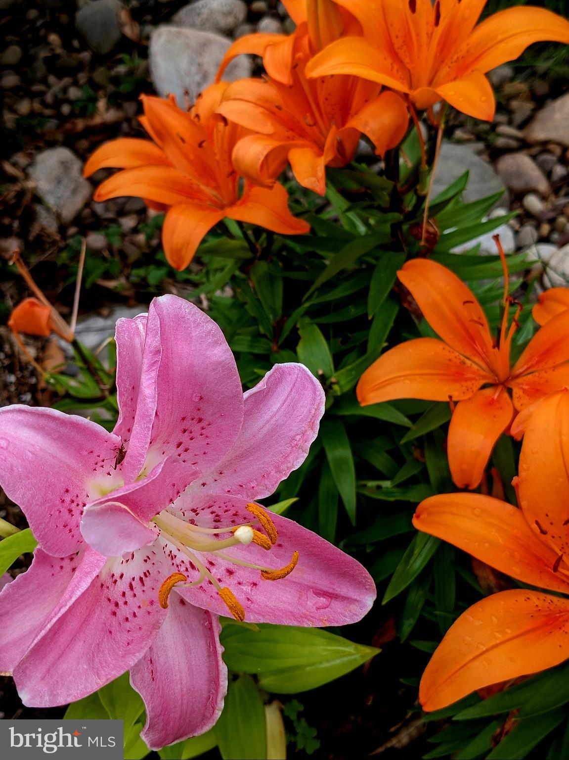 CONSTANT FRIENDSHIP - Residential