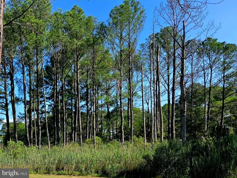 MLS: MDSO2005236