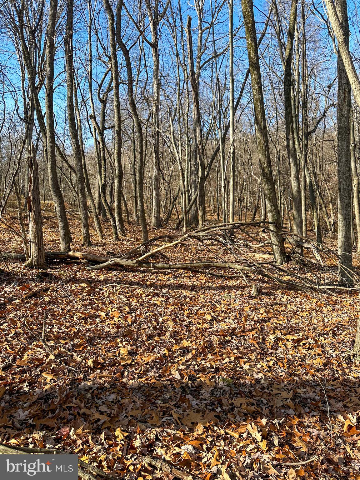APPLE FIELDS OF HEAVEN - Land