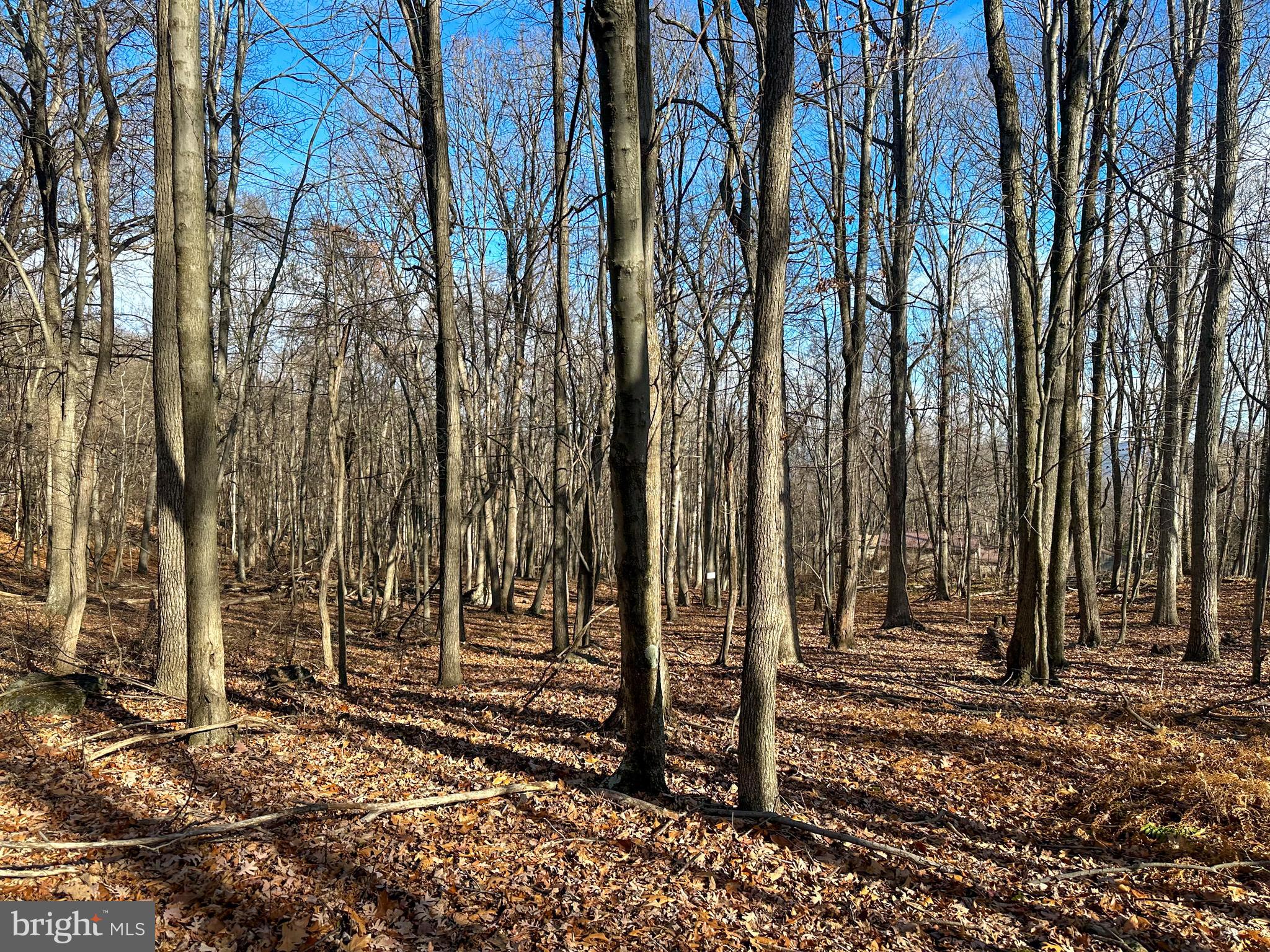 APPLE FIELDS OF HEAVEN - Land