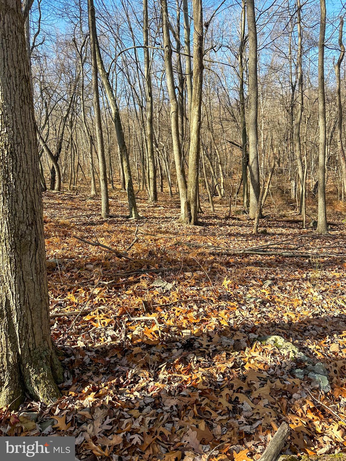 APPLE FIELDS OF HEAVEN - Land