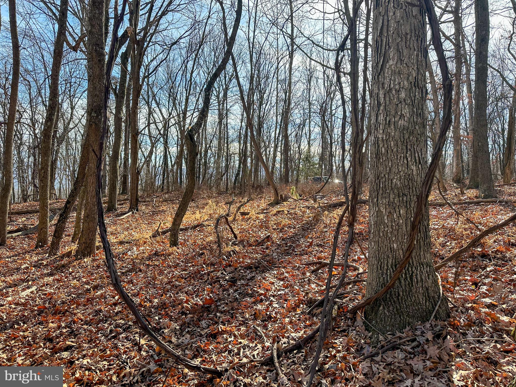 APPLE FIELDS OF HEAVEN - Land