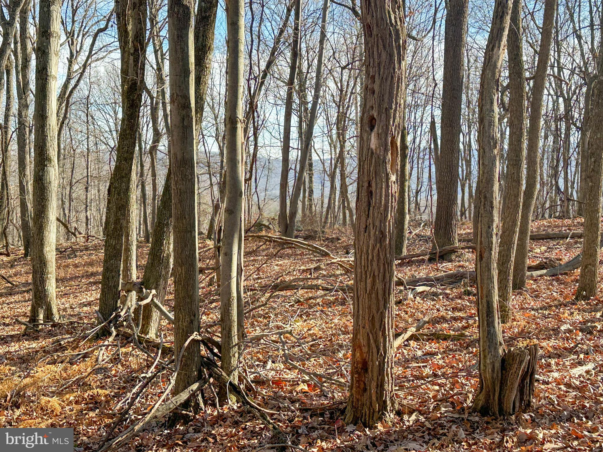 APPLE FIELDS OF HEAVEN - Land