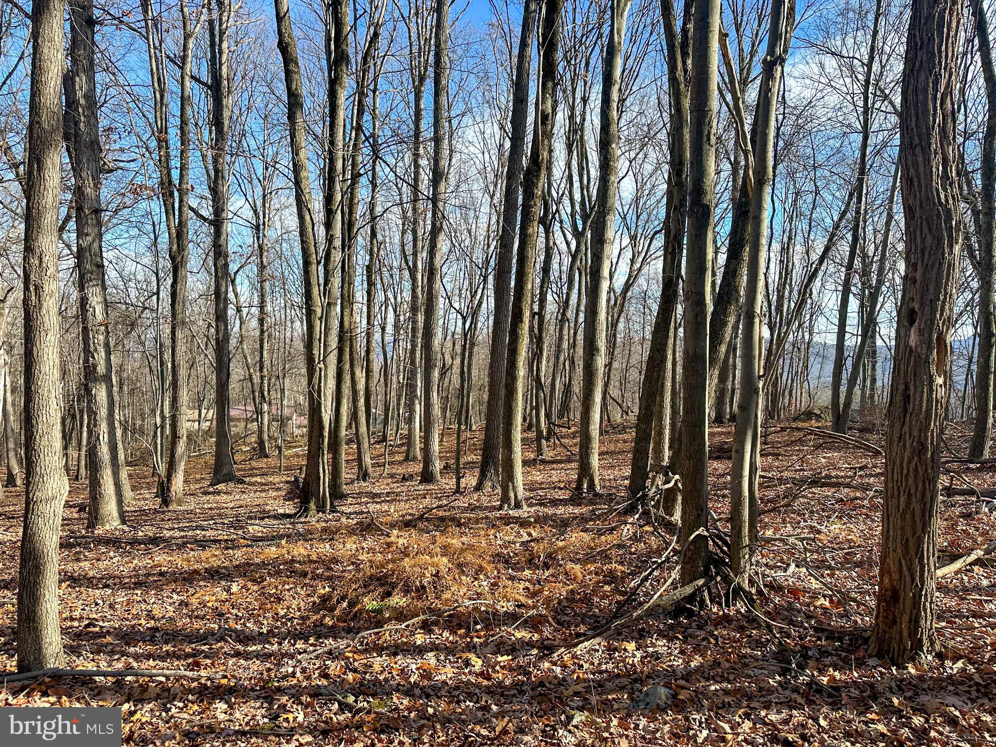 APPLE FIELDS OF HEAVEN - Land