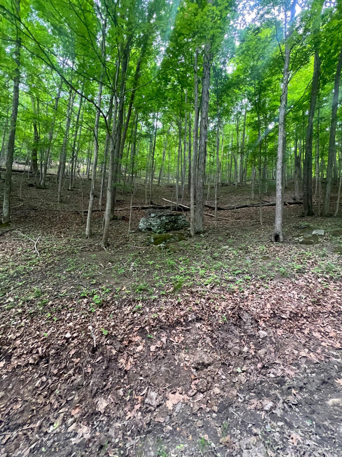 WILDLIFE HAVEN - Land