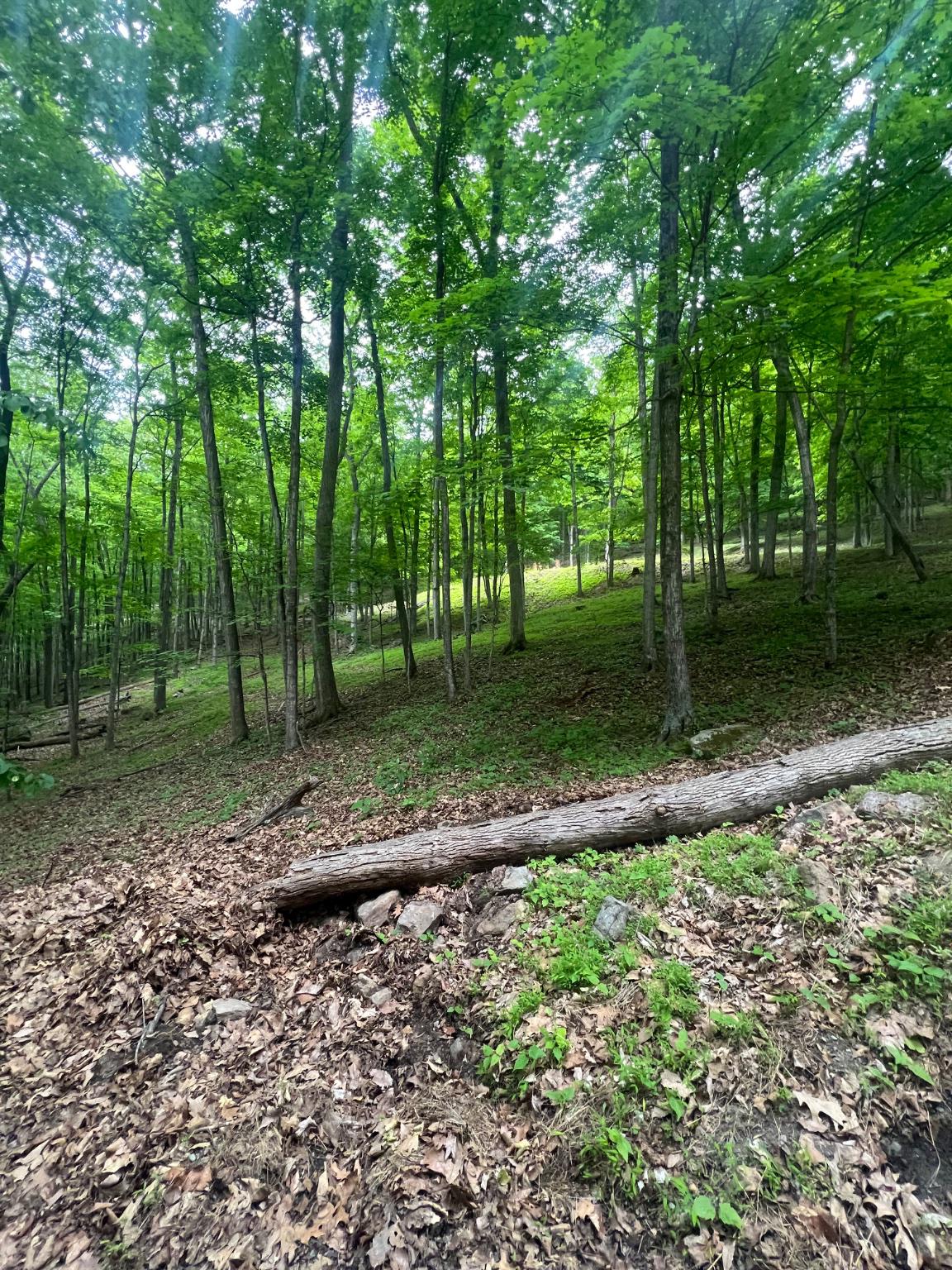 WILDLIFE HAVEN - Land