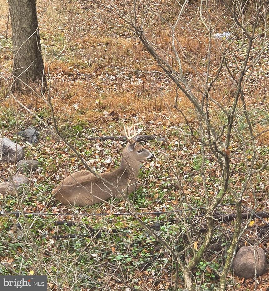 BOLIVAR - Residential