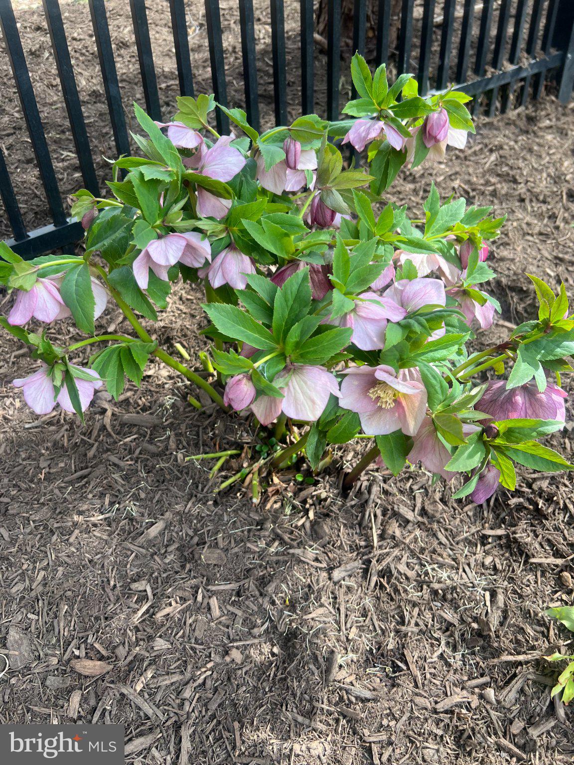 BELMONT GLEN - Residential