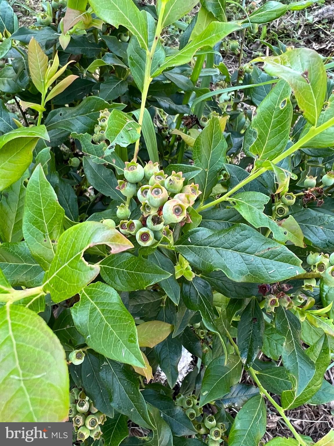 CACAPON RIVER VISTA - Residential