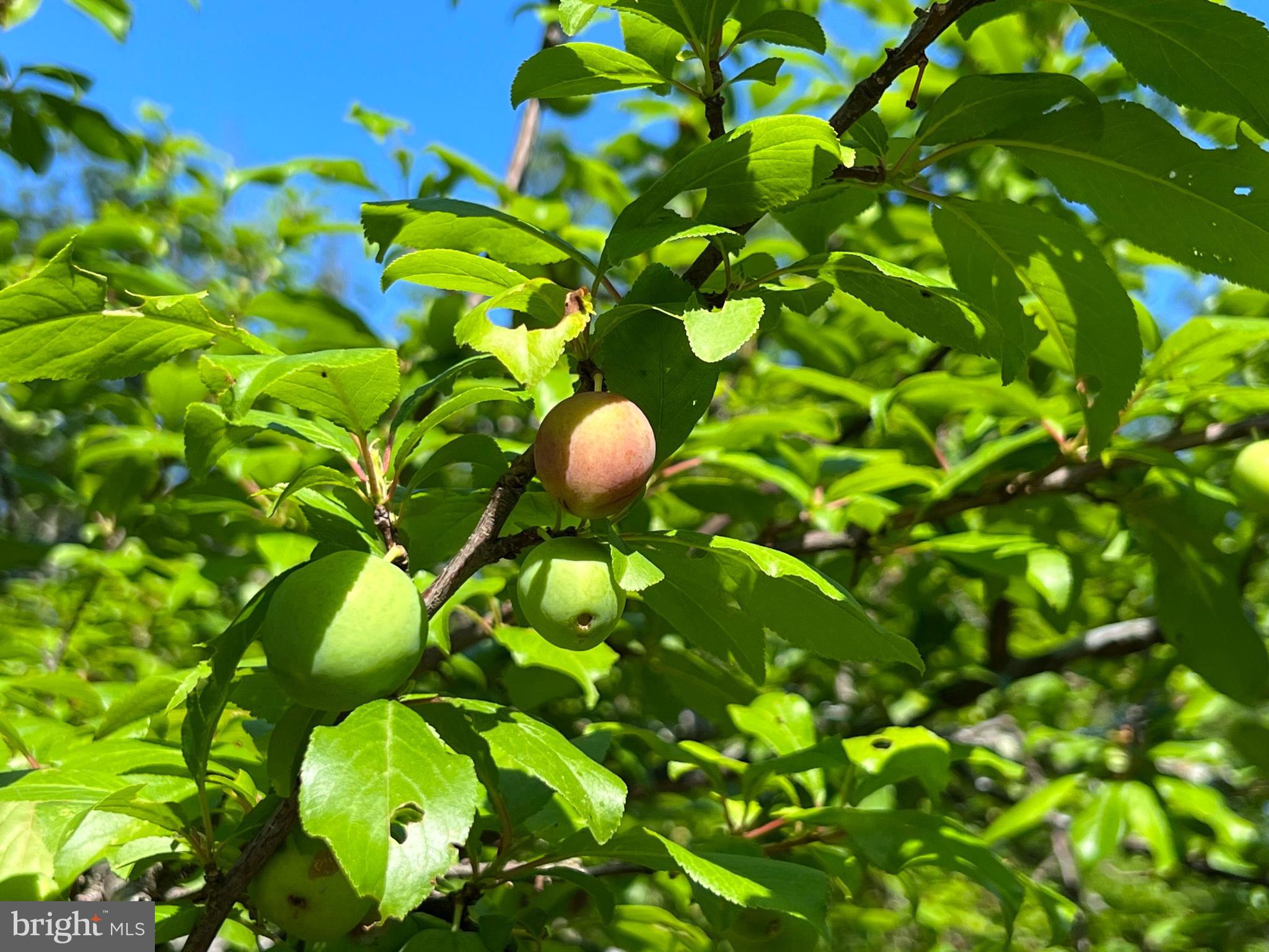 CACAPON RIVER VISTA - Residential