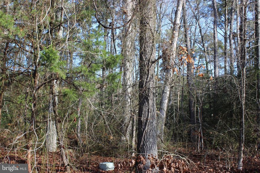4/1975 Oversized (10,171 sq ft), level wooded lot with 3 BR Cert Letter& Wetland Study on file. Lot has water availability. This lot is in a highly sought after area of Captains Cove. It is close to the entrance, while at the same time, just a short distance to all the amenities. Buy now and build later, take advantage of this great buy! No time frame to build and no Builder Tie-In. Enjoy all the amenities and the lifestyle on the Eastern Shore of VA. Close to Chincoteague Island, Wallops Island and Ocean City MD. HOA Amenities: Pristine 9 Hole Golf Course, indoor/outdoor pools (2), fitness center, basketball & pickle-ball courts, boat ramp, docks, playground, Biking & walking trails, dog park, picnic area, security and so much more.