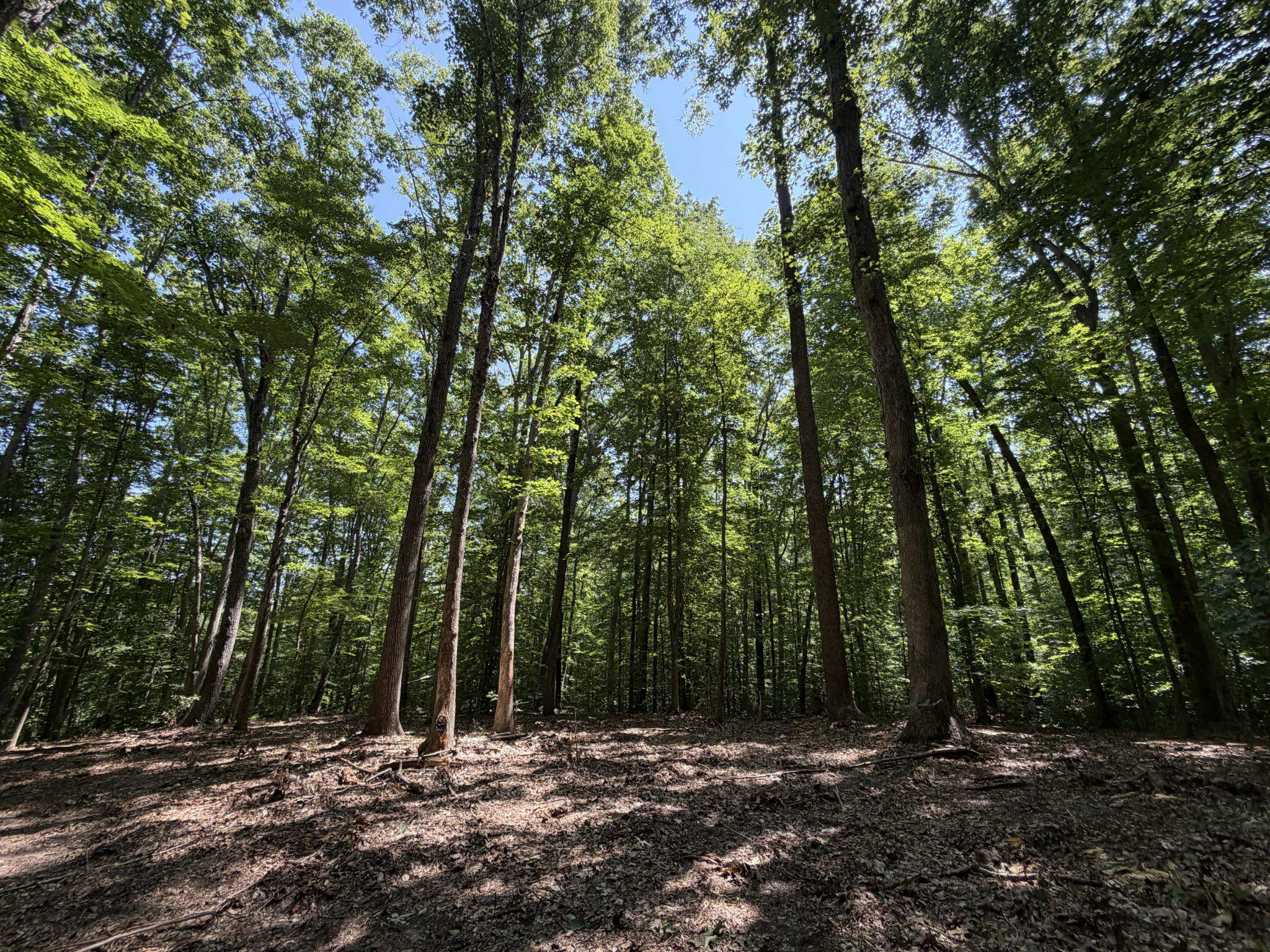 Lot 4A PARRISH ROAD