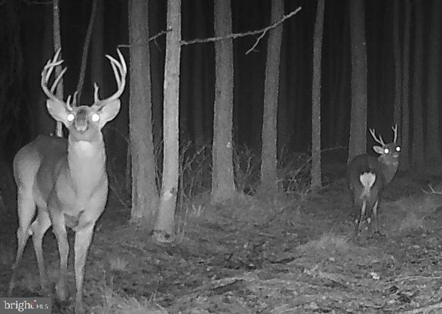 READY TO HUNT Trophy Managed Sika deer property with quality whitetail deer and plenty of turkey to chase in the springtime. This nearly 38 acres located on Muddy Hole Road in Wicomico County is mostly pines with great road frontage backing to state land, and Ellis Bay Wildlife Management area. Access is from the road frontage and gated access and pad, plus the property shares a right-of-way on the west side boundary that can be used for great hunting access. There is a nice thicket in the back of the property that has been historically very productive. This area is know for it's great sika hunting with trophy stags taken regulary, really great whitetail deer, and good numbers of turkey. The property comes fully loaded with 4 box blinds, a ladderstand, and two 600lb. spin feeders. There is always room for improvement, so bring your plans while hunting some of the best property in the county. This property is under a conservation easement which will require a forest management plan done by a forester. If you're ready to take your sika deer hunting to the next level, this may be the one for you. Schedule your private tour today!

PS: There is a camper onsite that is not included in the sale of this property but could be negotiated into the purchase price for the right price.