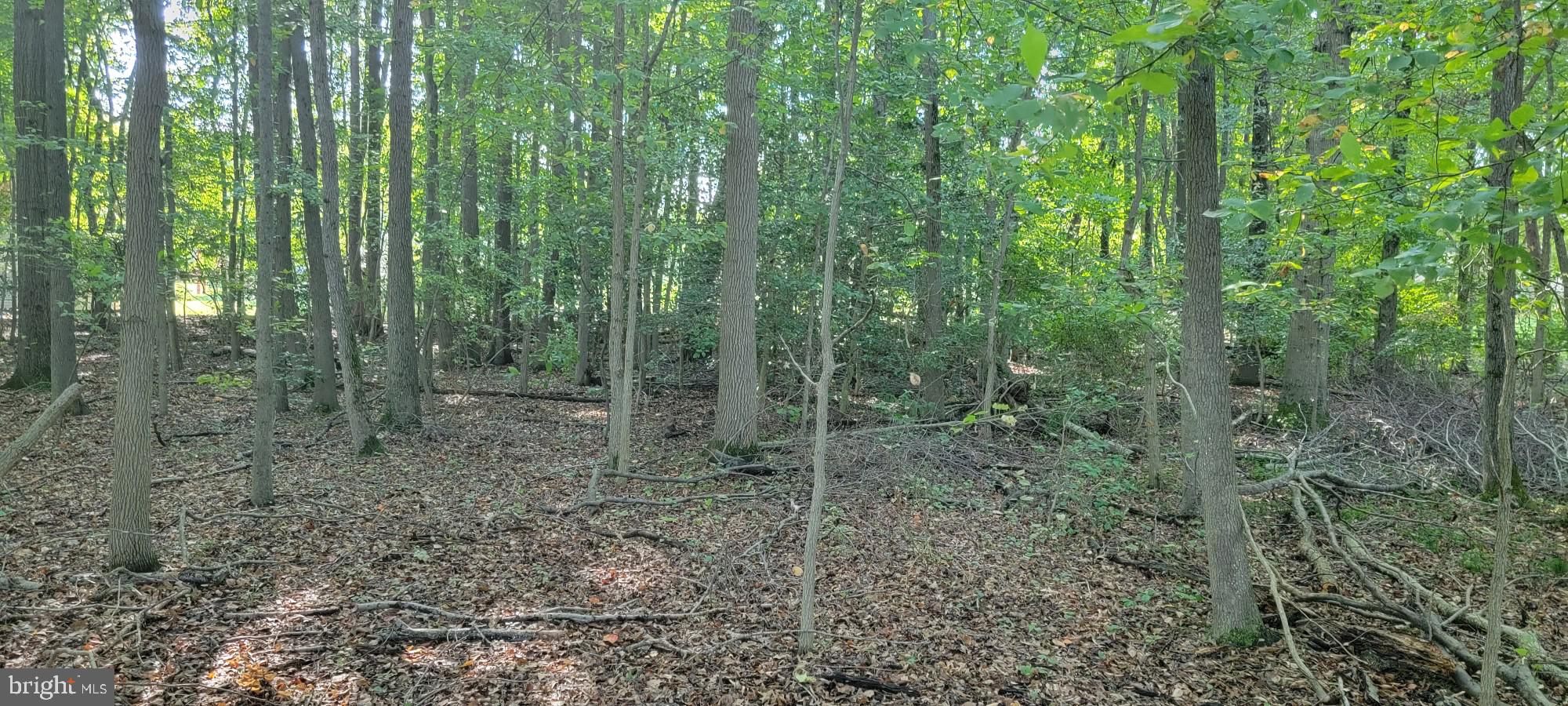 This lot appears to be buildable, but Buyers must confirm all connections are available. Owner has some paperwork from WSSC that states it will allow a sewer connection through Simmons Acres but I have not verified anything yet. WSSC does have a drain culvert on the very south end of the property which is why the sewer was made available to the lot (in exchange for). Hopefully I'll have a street address soon.
Lot being sold AS-IS only.