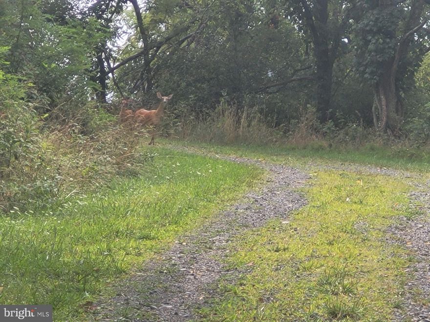 GREAT DEAL! HUNTER'S DREAM, 14+ ACRES WITH BREATHTAKING VIEW'S IN MULTIPLE DIRECTIONS. HUNTING ALLOWED, CAMPER'S ALLOWED, ROAD THROUGH ENTIRE PROPERTY UP TOP, BRAND NEW 200+ AMP ELECTRICAL SERVICE, THE HARD PART HAS BEEN DONE, HERE IS YOUR CHANCE TO REAP THE BENEFITS. ABUNDANT WILDLIFE HENCE THE NAME DEERFIELD HIGHLANDS, BRING YOUR CAMPER AND YOUR GUNS, PERFECT SETUP FOR SOMEONE LOOKING TO HAVE A HUNTING CAMP WITHOUT ROUGHING IT. NOT INTO HUNTING? THAT'S FINE TOO, WELL MAINTAINED GRAVEL RD FOR EASY ACCESS, QUIET AND PRIVATE DEVELOPMENT. ELECTRIC SERVICE AND NICE CLEARING LOACTED IN WHAT WOULD BE THE ULTIMATE SPOT FOR A CABIN. OR CAMPER. TAKE DOWN A FEW TREES OR WAIT UNTIL THE FALL FOLIAGE DROPS AND YOU WILL SEE THE MOST MAJESTIC VIEWS OF THE WV MOUNTAINS YOU COULD EVER DREAM OF. PERFECT SETUP FOR SOMEONE LOOKING FOR AN EASY ACCESSIBLE YET VERY PRIVATE CHUNK OF LAND!