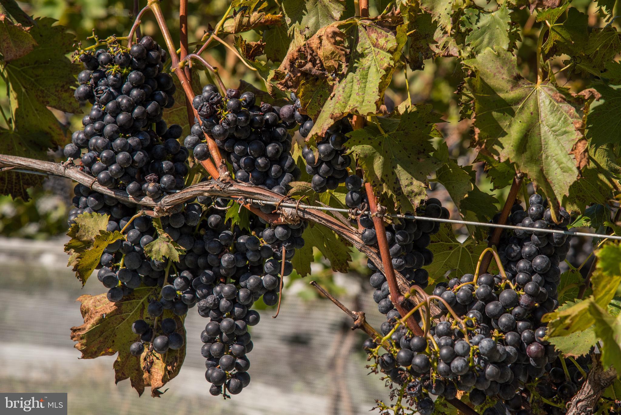 URBANA - Residential