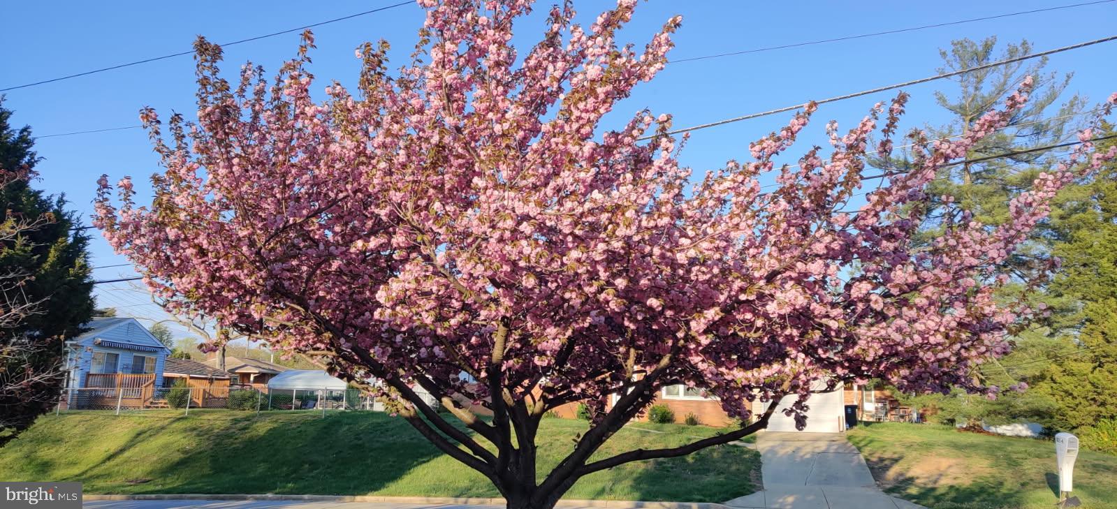 WOODYARD - Residential