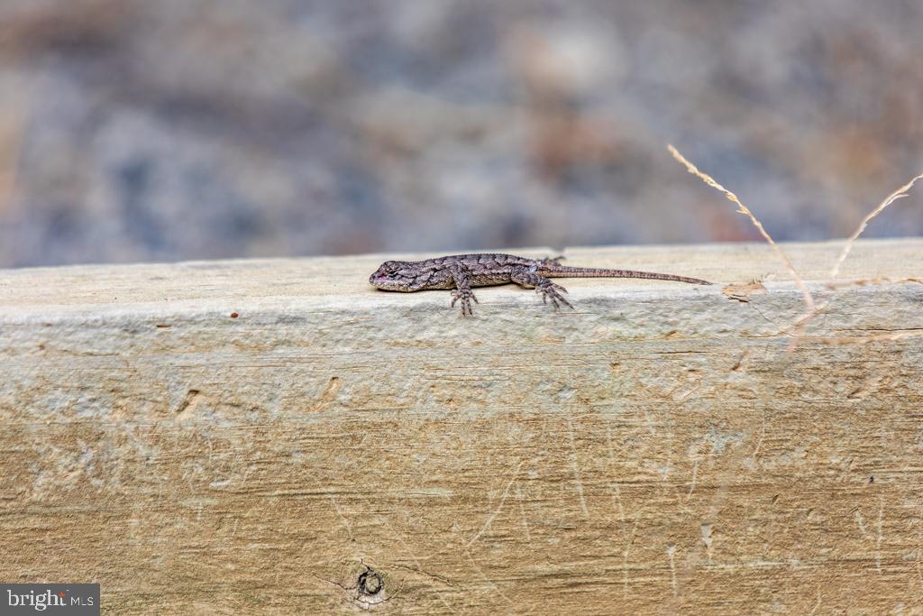 WALNUT BOTTOM HIDEAWAY - Residential