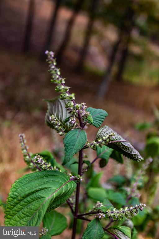 WALNUT BOTTOM HIDEAWAY - Residential