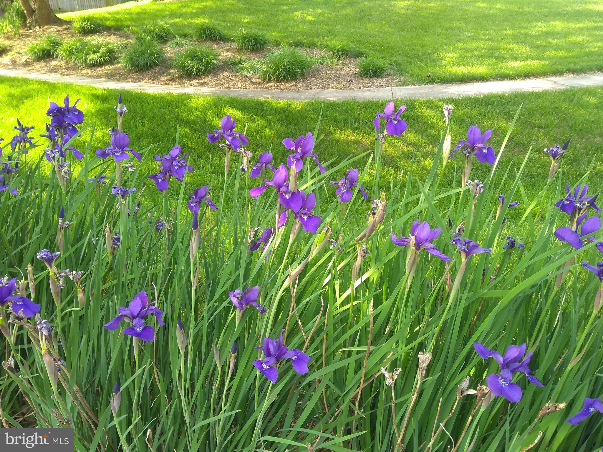 BRIARCLIFF MANOR - Residential