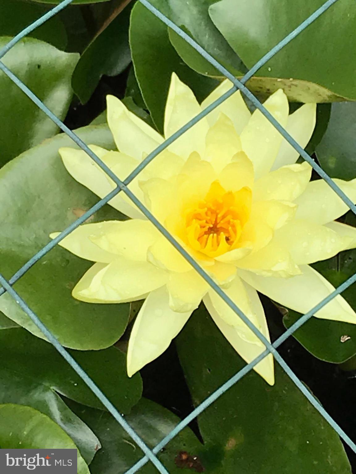 BRIARCLIFF MANOR - Residential