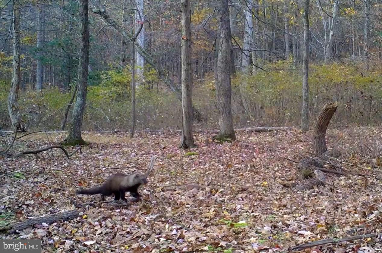 BLUFFS ON THE POTOMAC - Residential