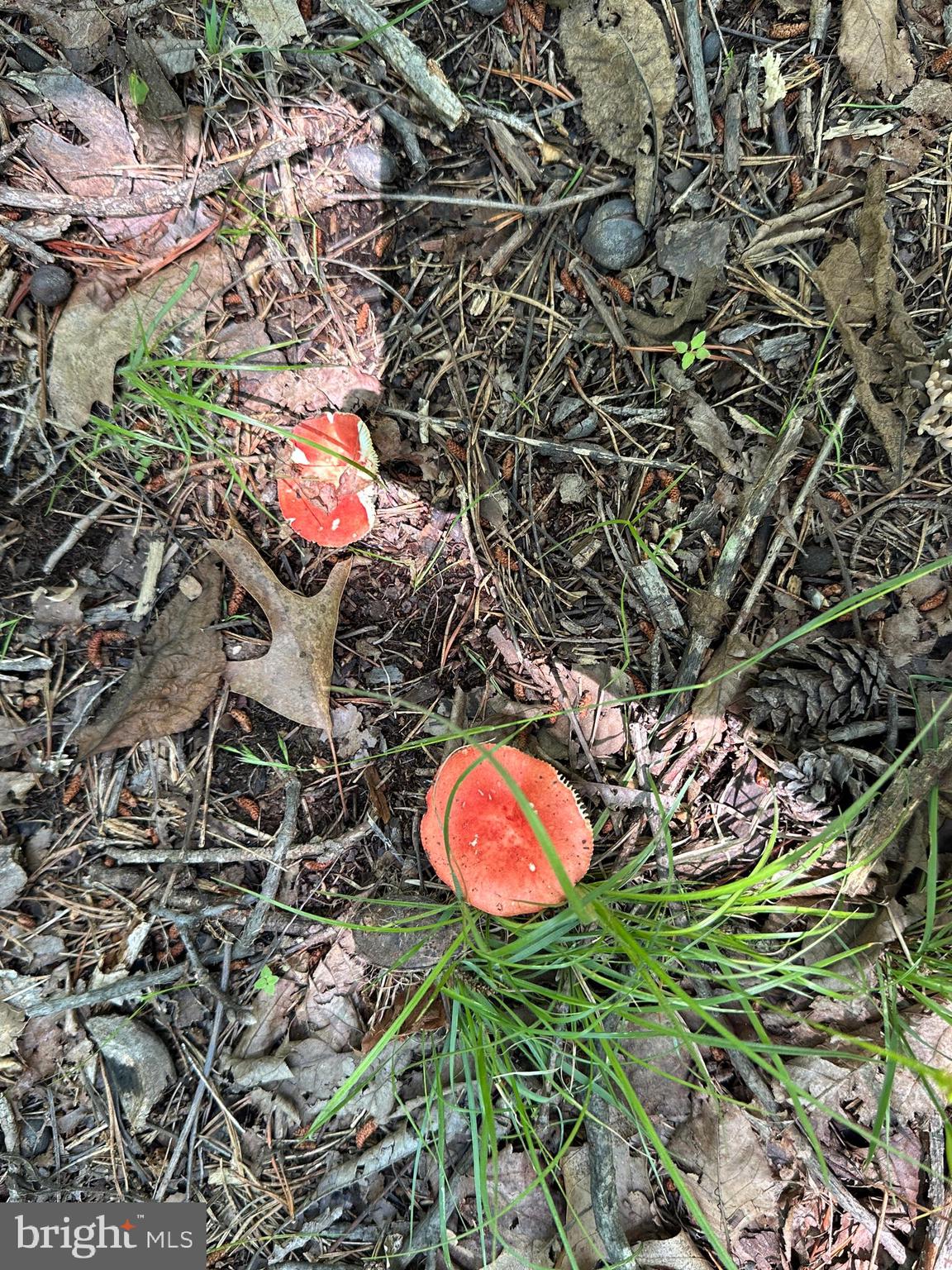 BLUFFS ON THE POTOMAC - Residential