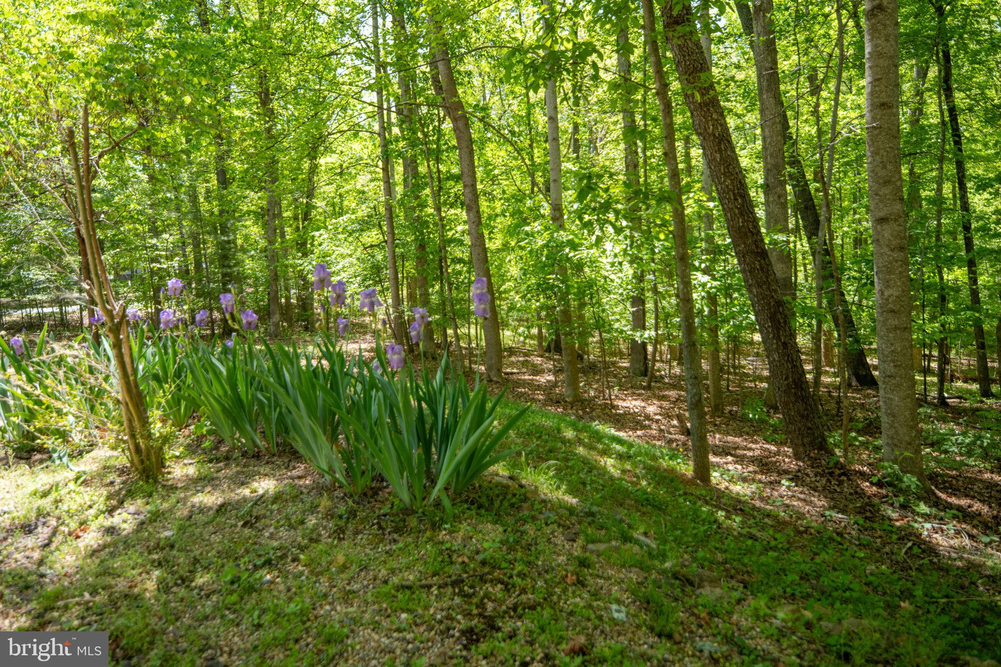 ALUM SPRING EAST - Residential