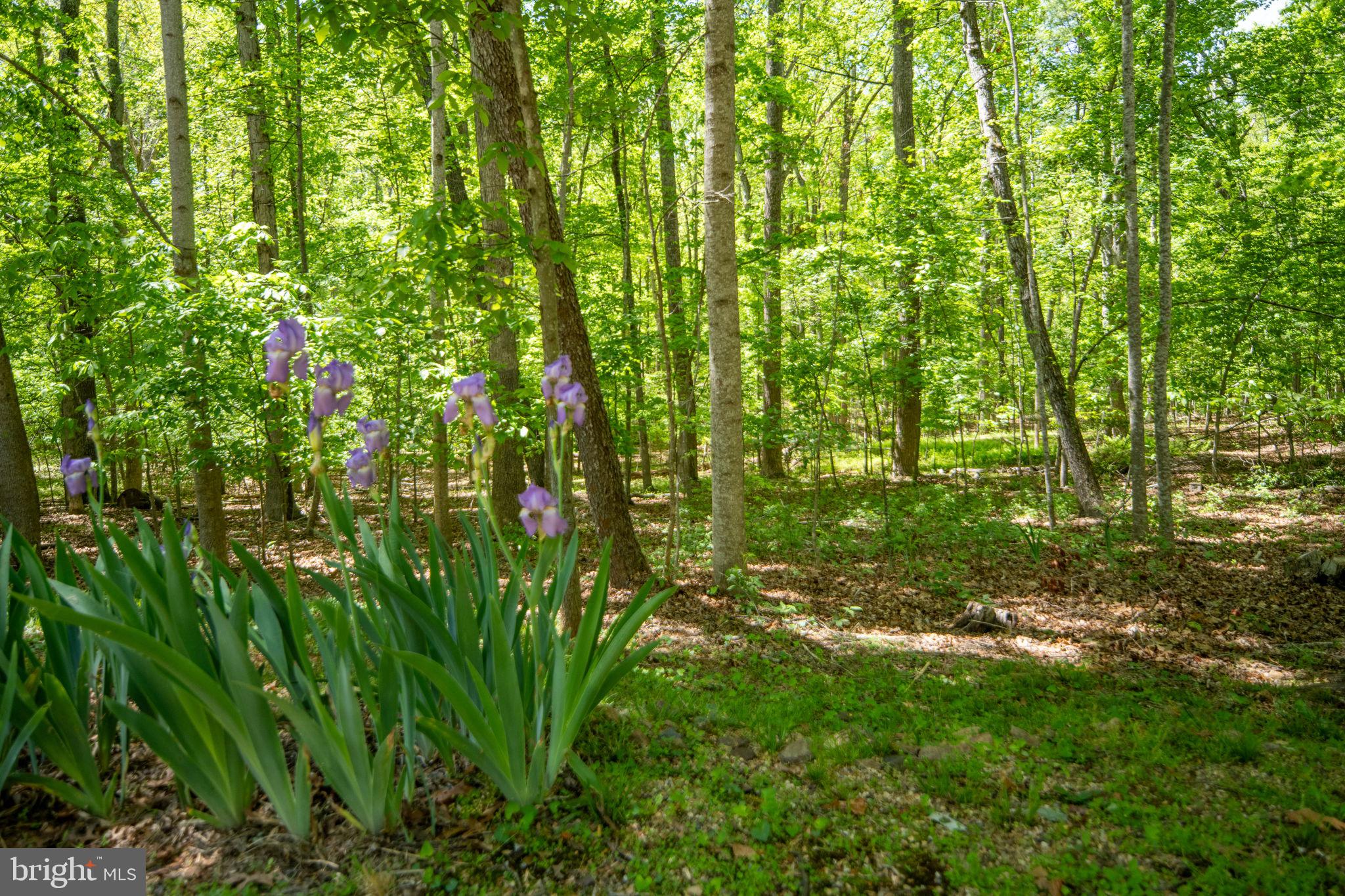 ALUM SPRING EAST - Residential
