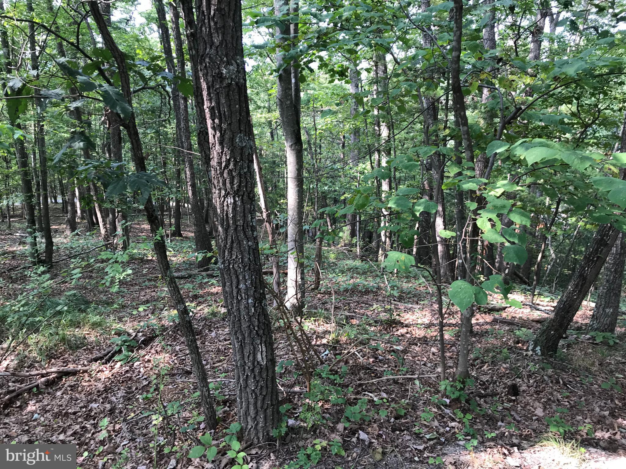 BRYCE  MOUNTAIN  RESORT - Land