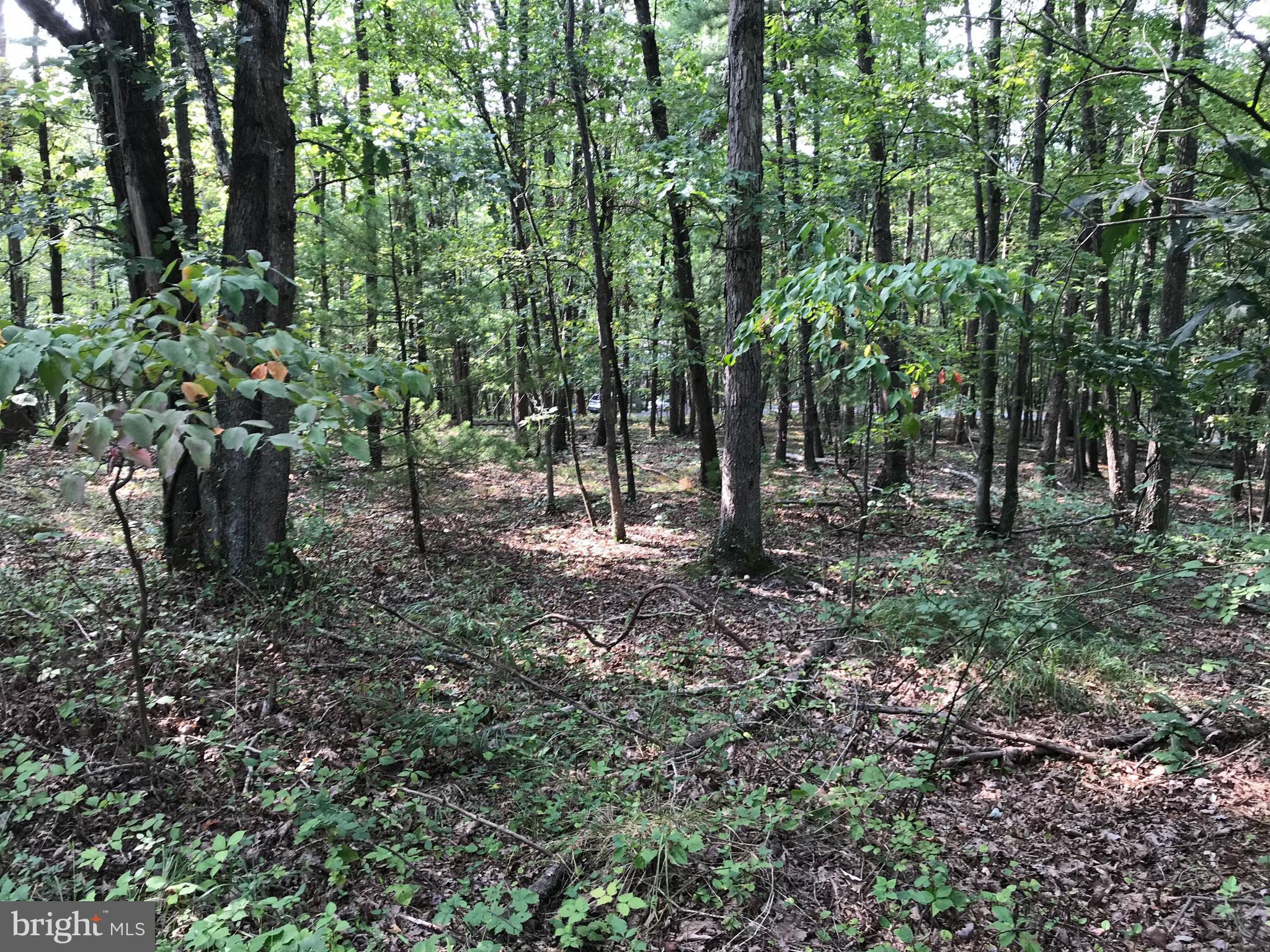 BRYCE  MOUNTAIN  RESORT - Land