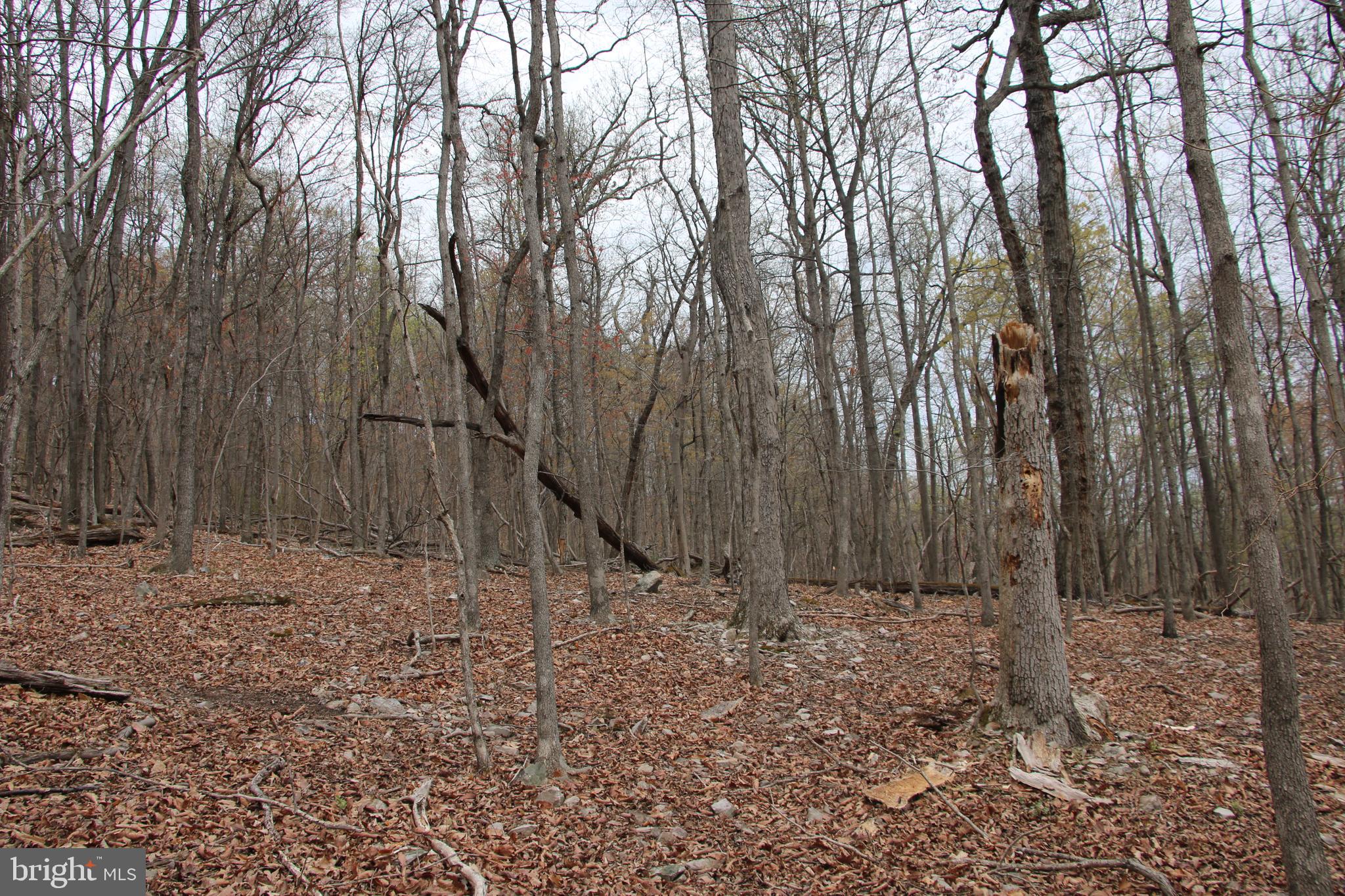 SHEN FARMS CAMELS BACK - Land