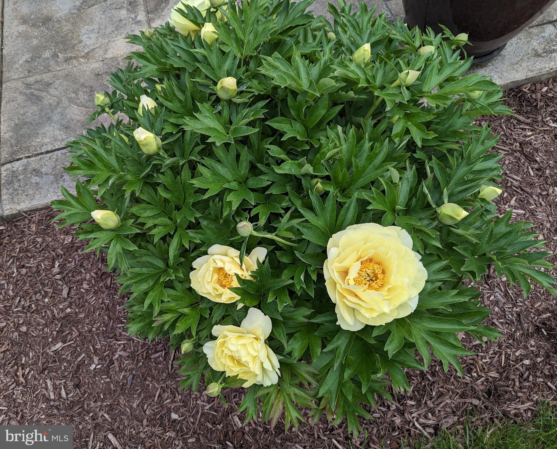 ASHBURN - Residential