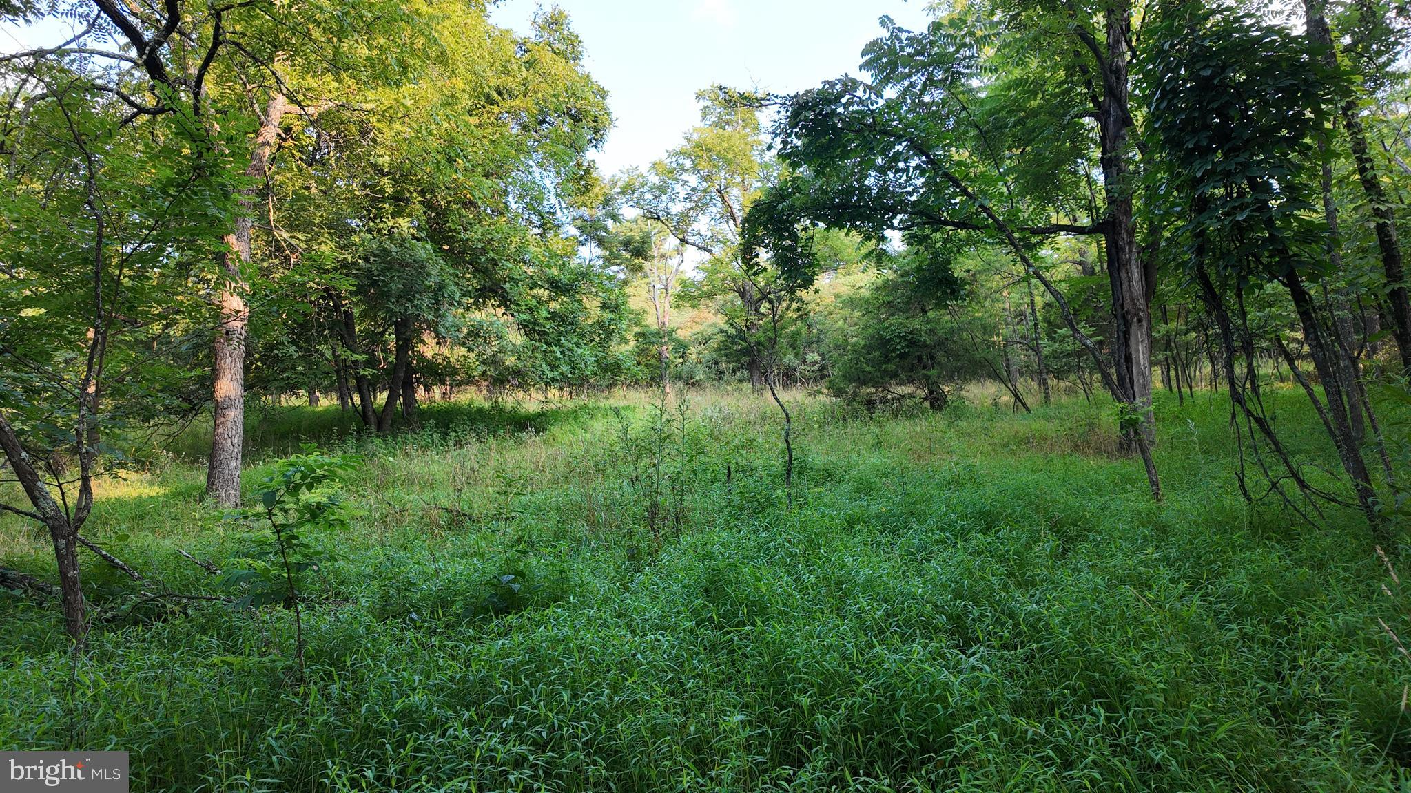 Lot 203 GRACES CABIN ROAD