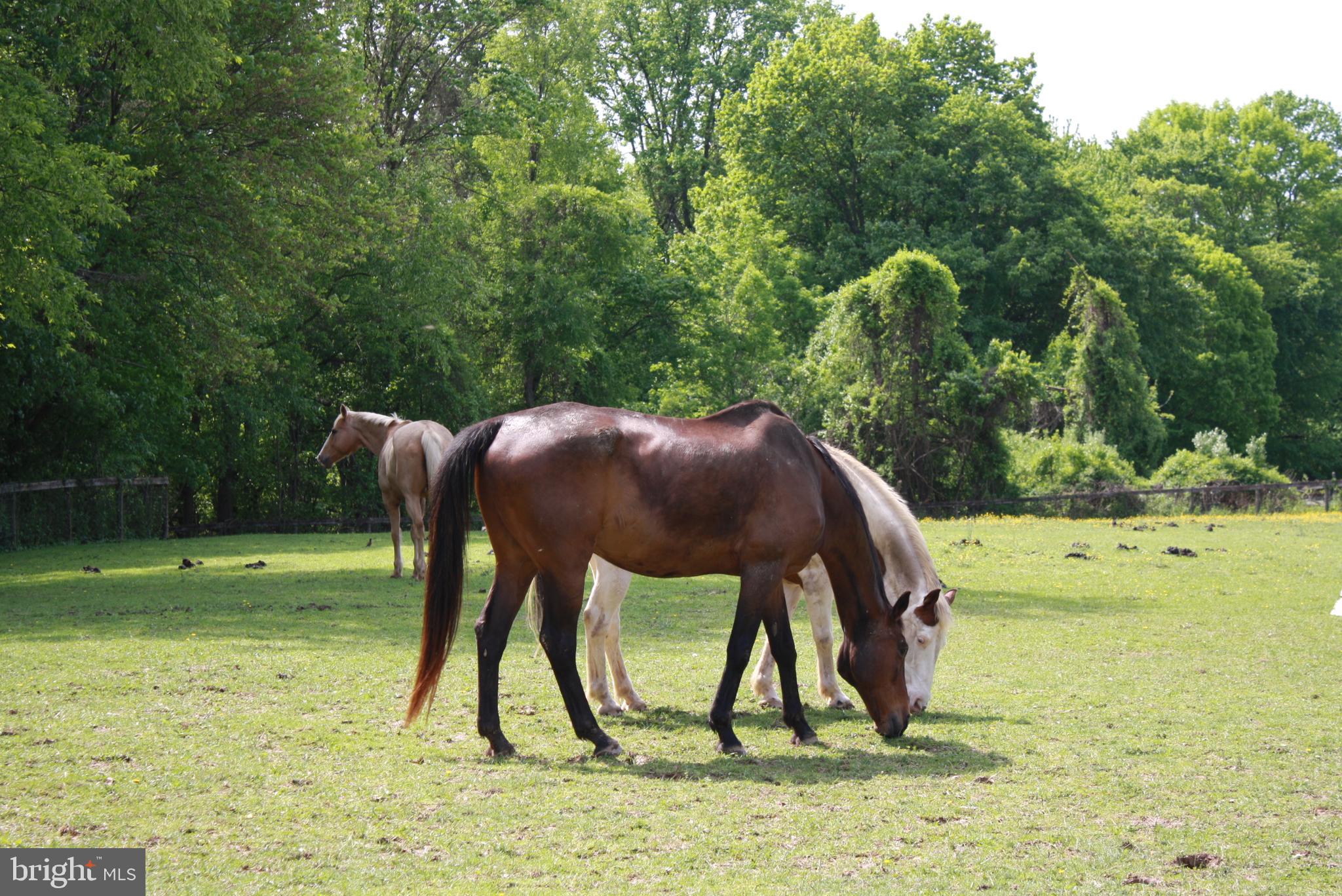 CHESHIRE HUNT - Residential