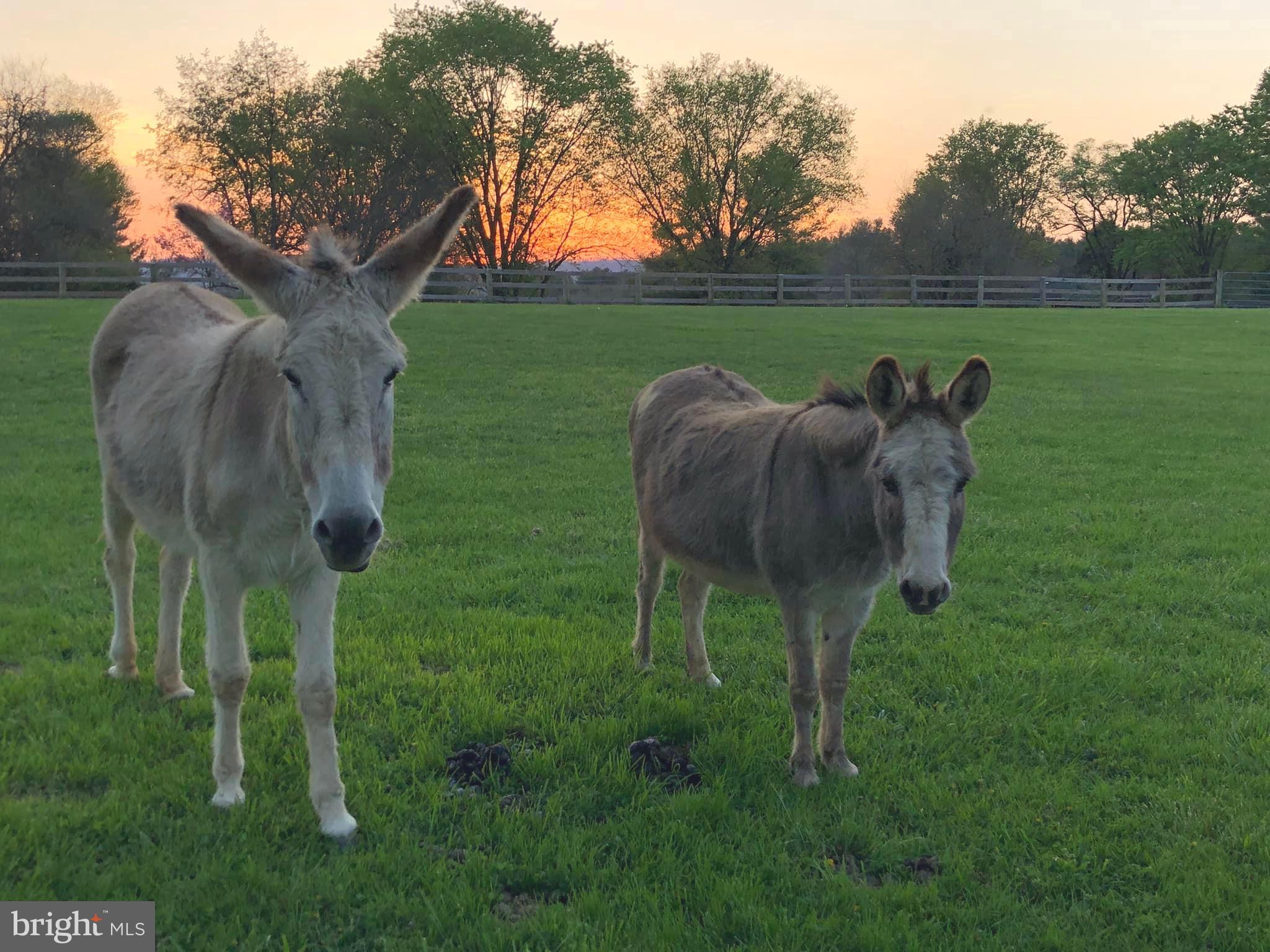 BOLINGTON ESTATES - Residential