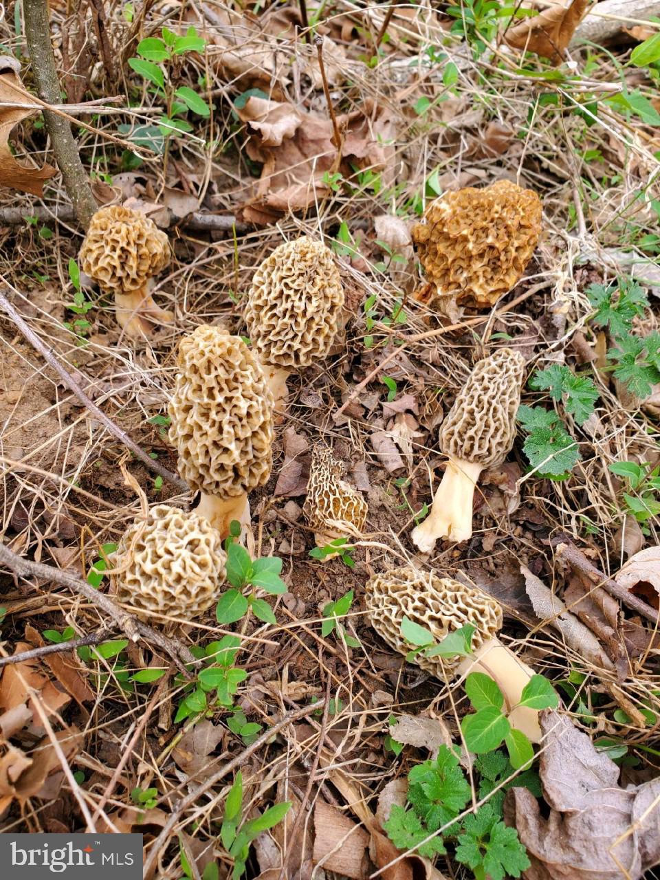 CEDAR RUN - Residential