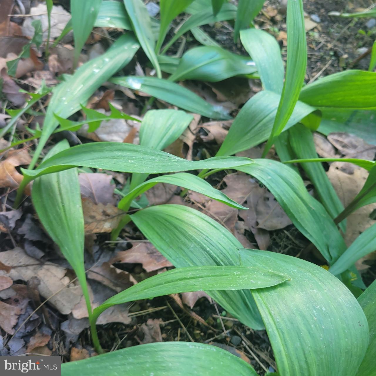 CEDAR RUN - Residential