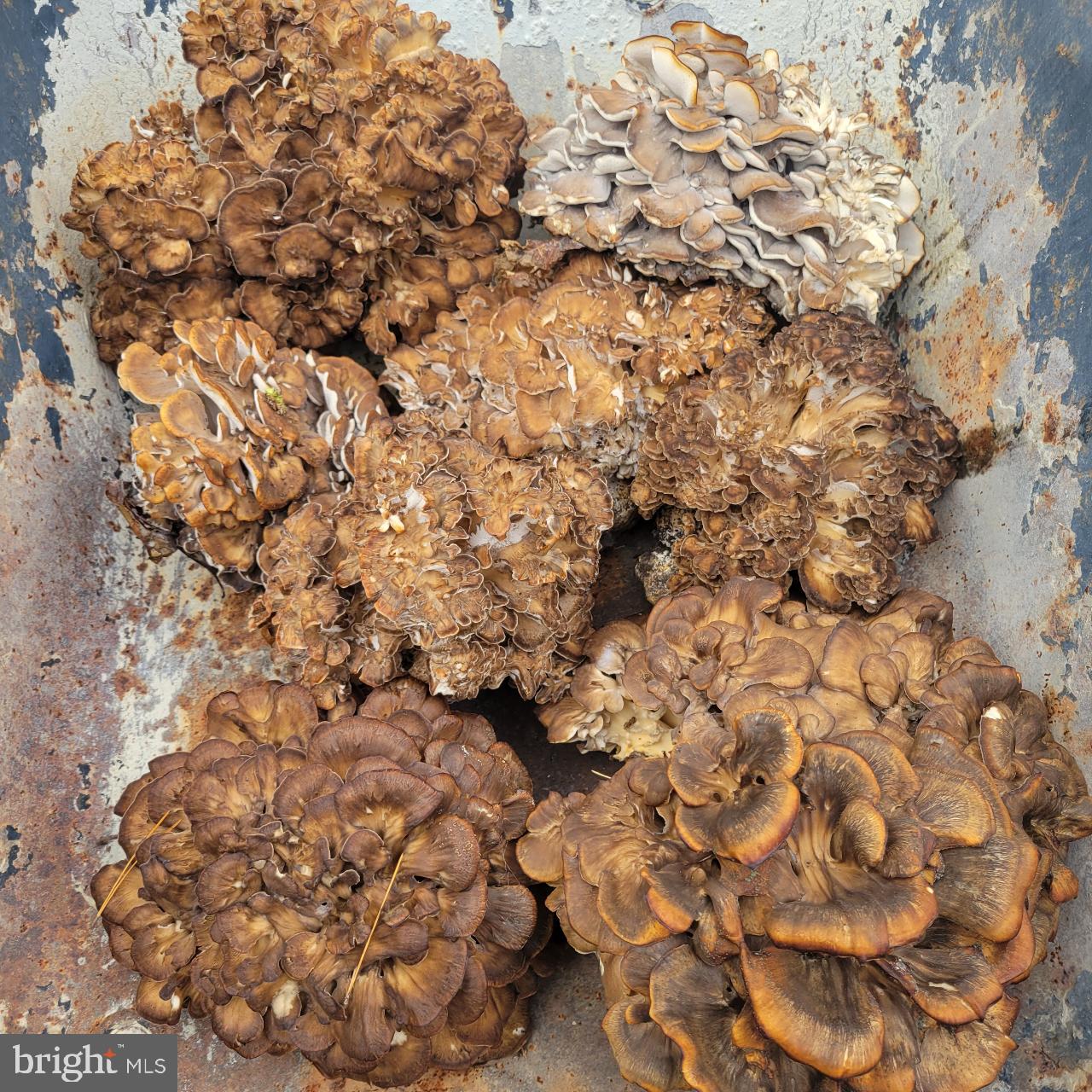 CEDAR RUN - Residential