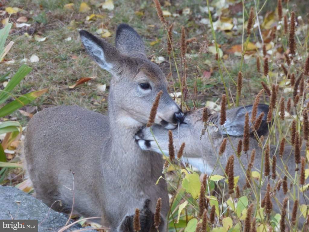 ALPINE LAKE RESORT - Residential